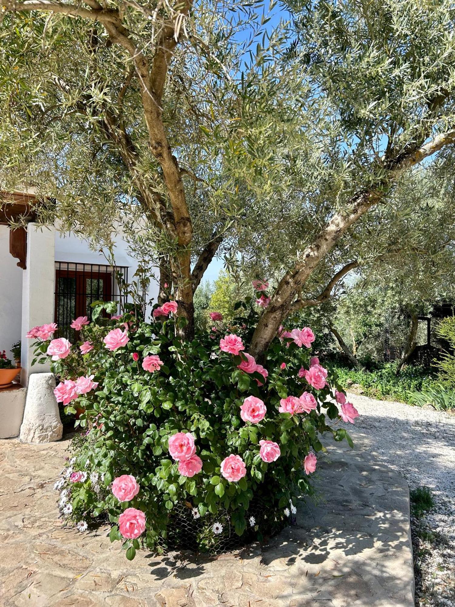 Refugio Andaluz Con Piscina Entre Olivos Villanueva de Tapia Екстериор снимка