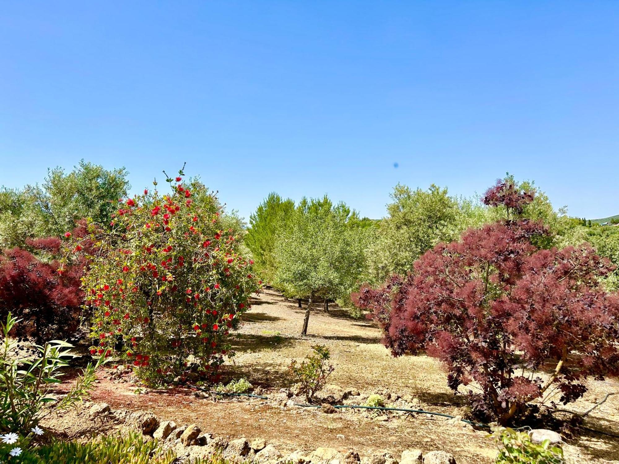 Refugio Andaluz Con Piscina Entre Olivos Villanueva de Tapia Екстериор снимка