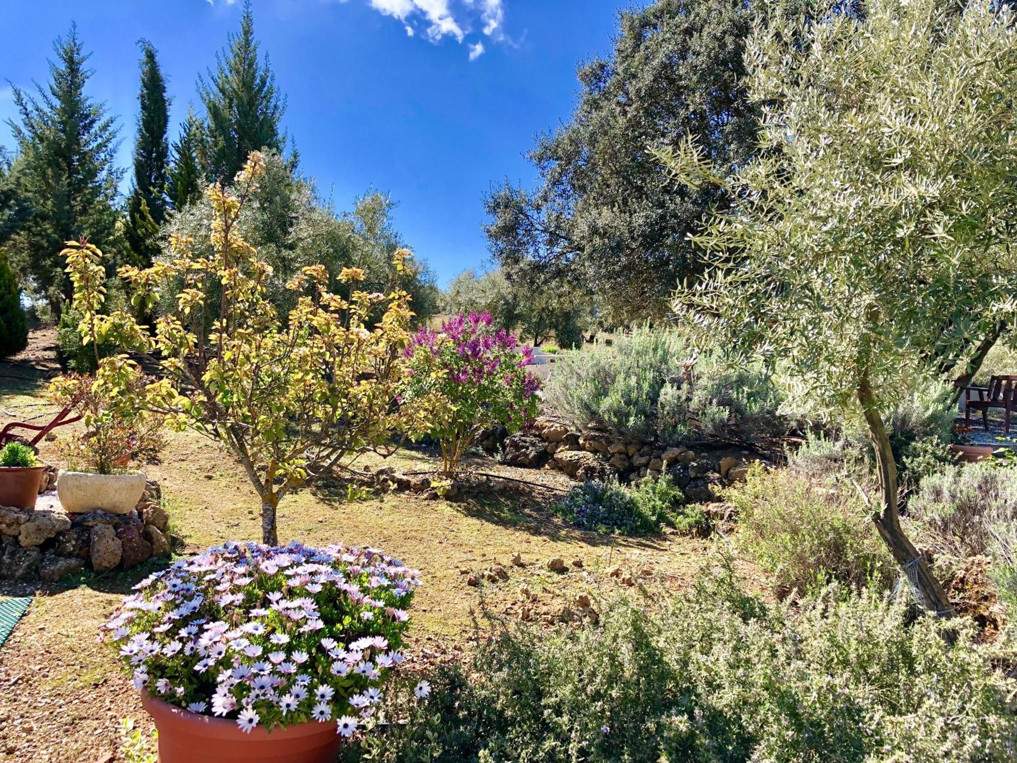 Refugio Andaluz Con Piscina Entre Olivos Villanueva de Tapia Екстериор снимка